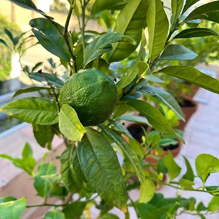 Belle Epoque Idealement Situee Et Centre Saint-Raphaël